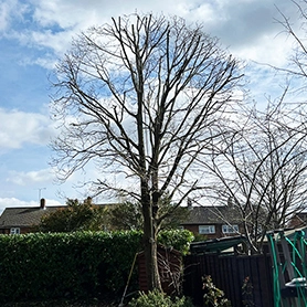 Tree Pruning West Sussex Tree Surgeons